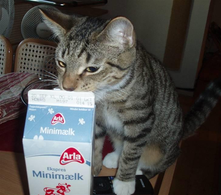 Huskat Neko (død) - September 2007 billede 8