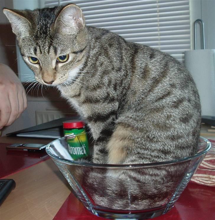 Huskat Neko (død) - September 2007 billede 9