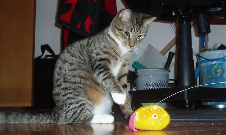 Huskat Neko (død) - Februar 2008 billede 10