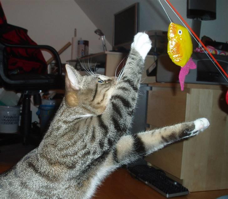 Huskat Neko (død) - Februar 2008 billede 11