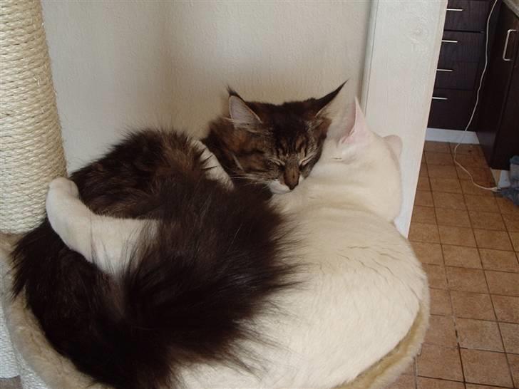 Blanding af racer Lindsay * flyttet* billede 16