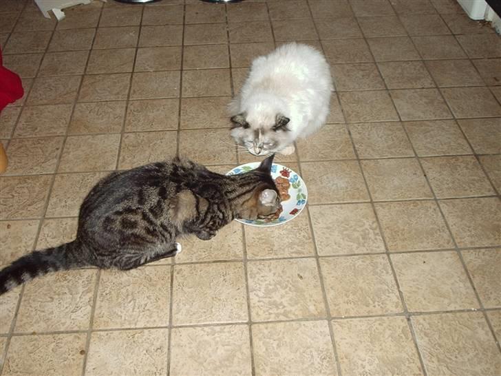 Blanding af racer Cheetah  (hjemme igen) - Så er der besøg af hellig birma.. men den må ikke røre cheetahs mad billede 18