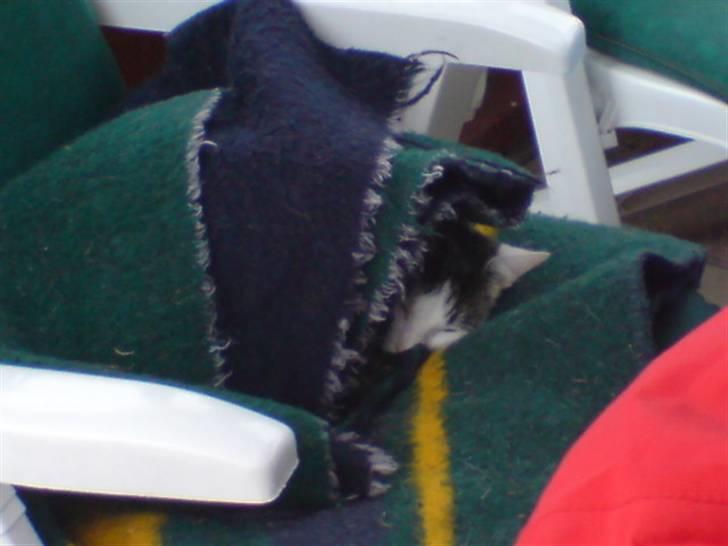 Huskat Miv-pigen - Det er ikke nemt når man gerne vil være ude når det er koldt. billede 19