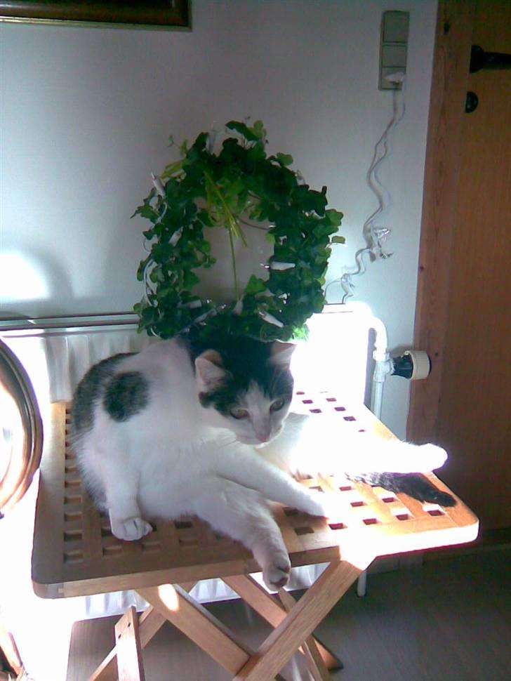 Huskat Miv-pigen - Hey du står foran solen billede 20