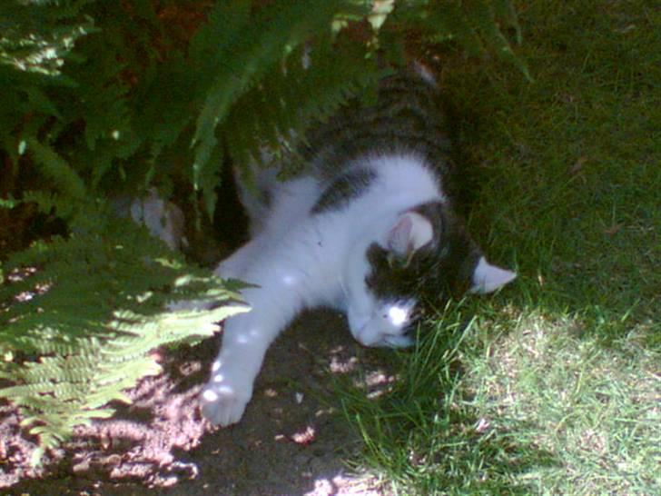 Huskat Miv-pigen - Der findes ingen bedre sted at sove end under en busk hos min bedste vens (vores gamle hund) grav billede 1