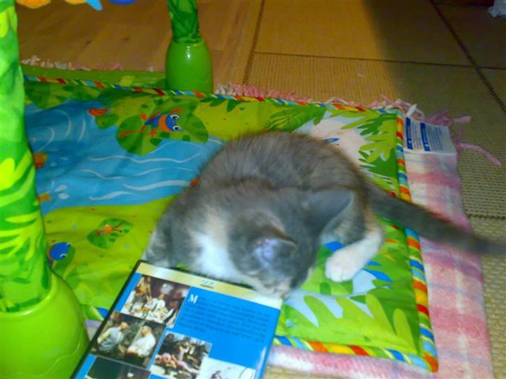 Huskat Thetis billede 1