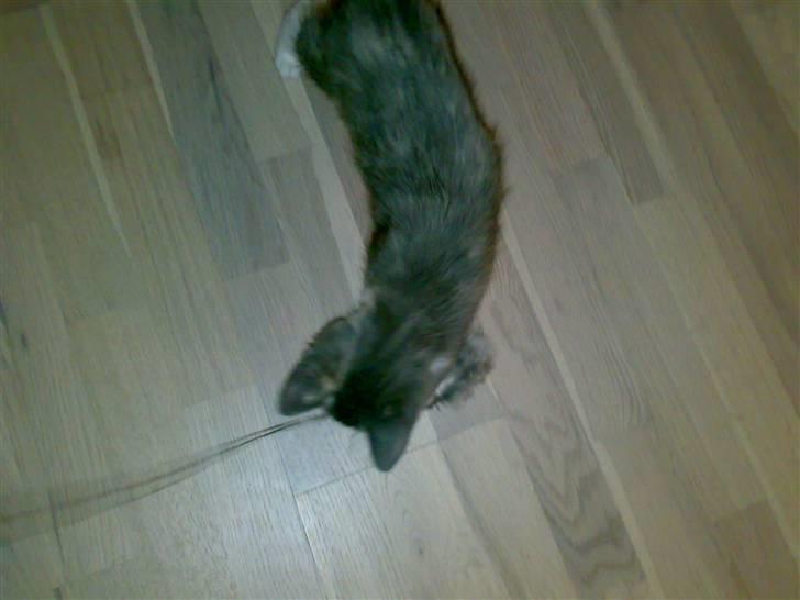 Huskat Thetis billede 2