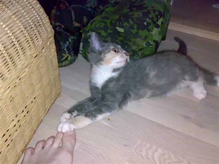 Huskat Thetis billede 3