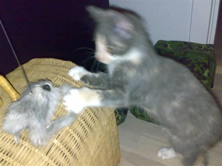 Huskat Thetis billede 4