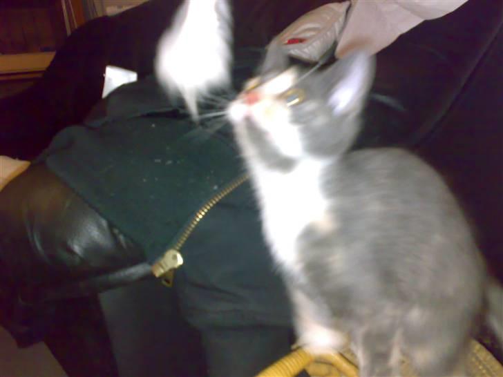 Huskat Thetis billede 5