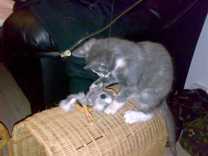 Huskat Thetis billede 6