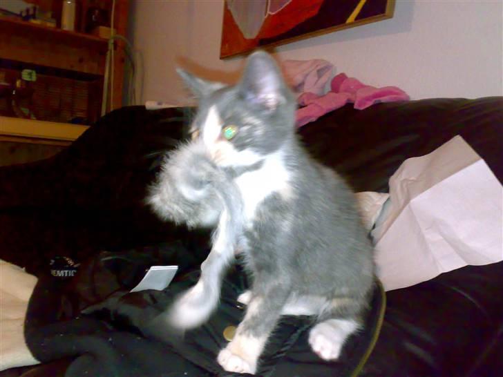 Huskat Thetis billede 7