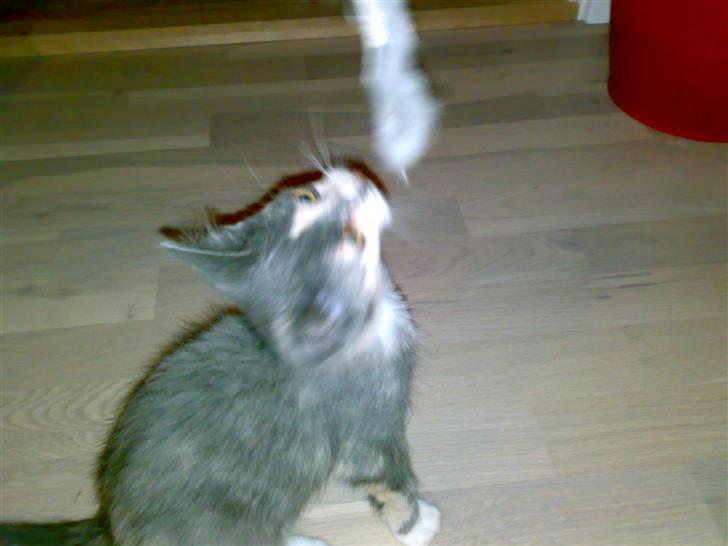 Huskat Thetis billede 8