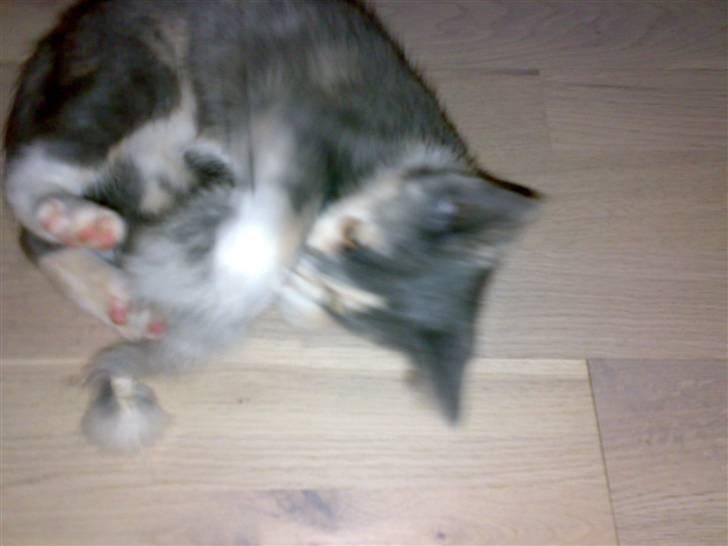 Huskat Thetis billede 9