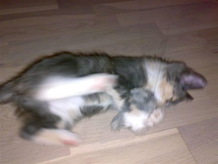 Huskat Thetis billede 10