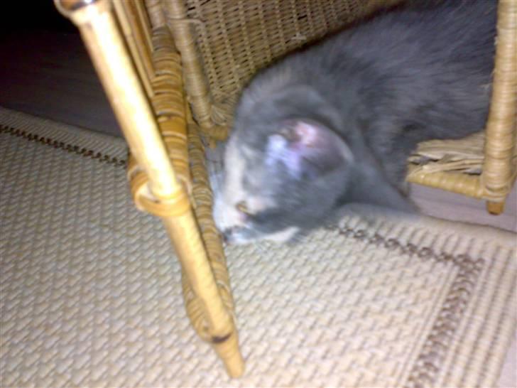 Huskat Thetis billede 11