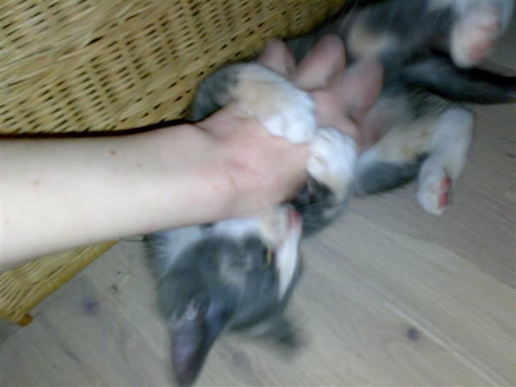 Huskat Thetis billede 12