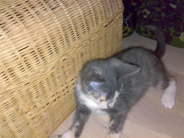 Huskat Thetis billede 13