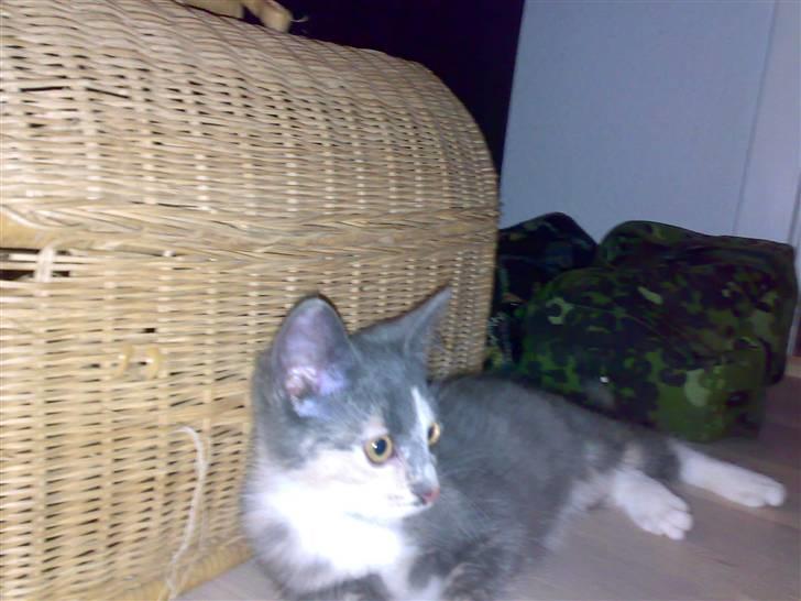 Huskat Thetis billede 14