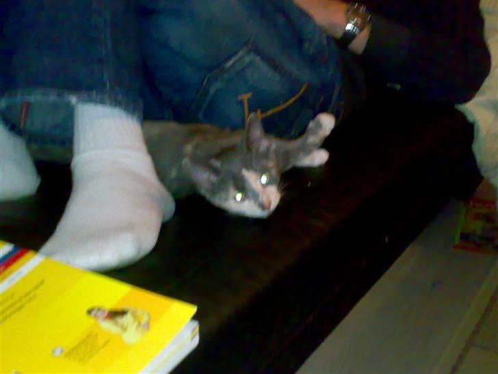 Huskat Thetis billede 15