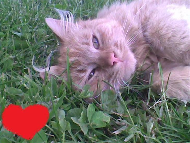 Blanding af racer tot <33  - HEJZZA OG VELKOMMEN TIL TOT´´s PROFIL  billede 1