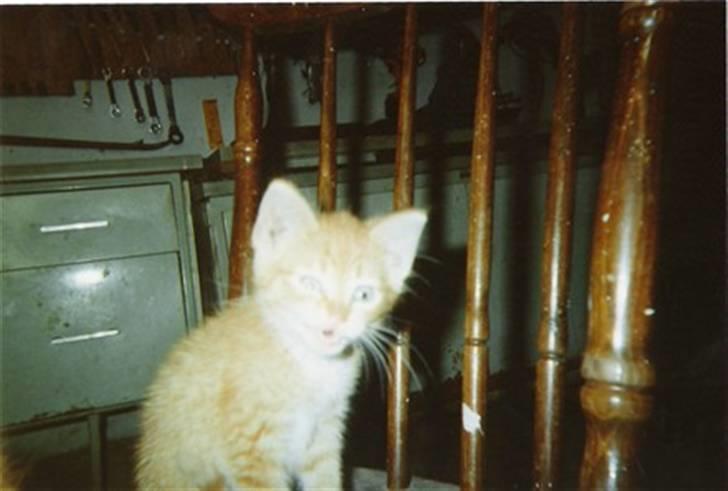 Blanding af racer tot <33  - totte lines bor ...HAN HEDDER KNOLD  billede 2