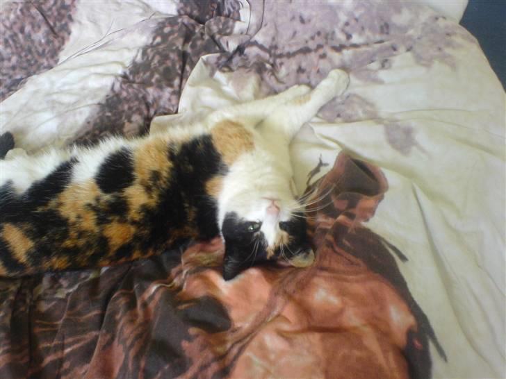 Huskat Nikki - Dejlige nikki billede 1