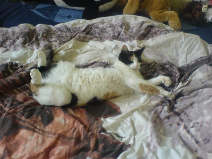 Huskat Nikki - love nikki billede 2