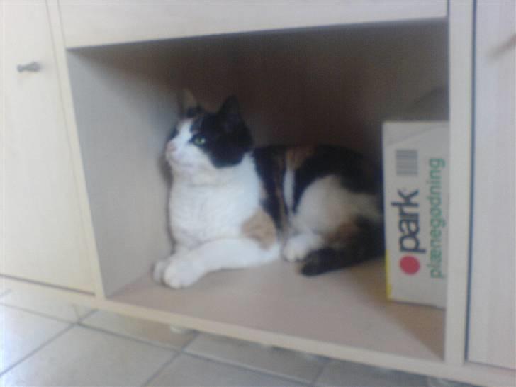 Huskat Nikki - Nikki er ikke så stor. billede 3