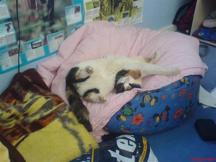 Huskat Nikki - min ælskede nikki billede 4