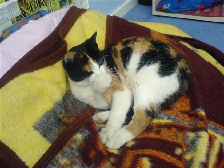 Huskat Nikki - Nikki billede 5