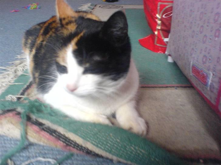 Huskat Nikki - tag et bilede billede 6