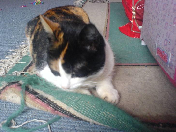 Huskat Nikki - nej nu krøller tæppet sig igen.... billede 7