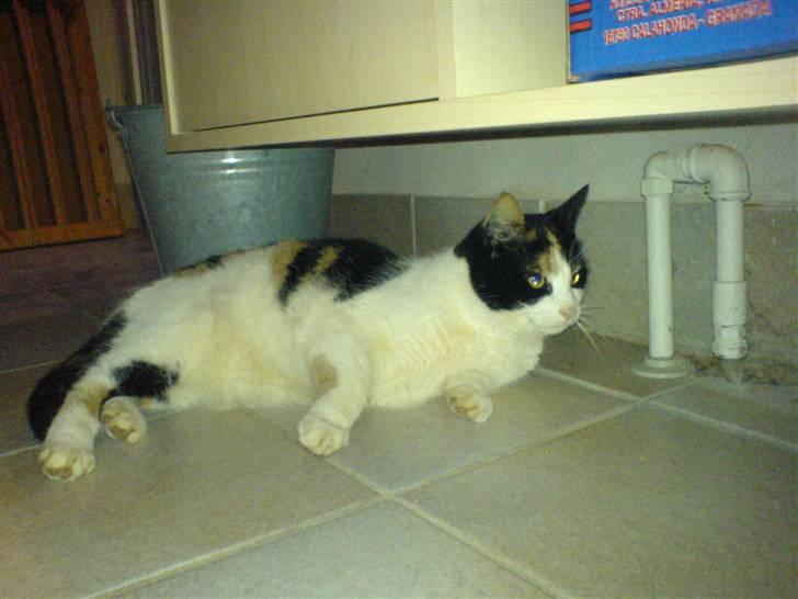 Huskat Nikki - dejlig gulvvarme. billede 8