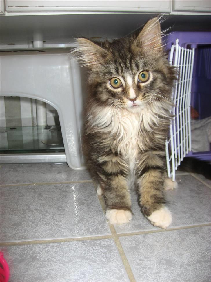 Maine Coon Angel - 20. januar 2008 billede 10