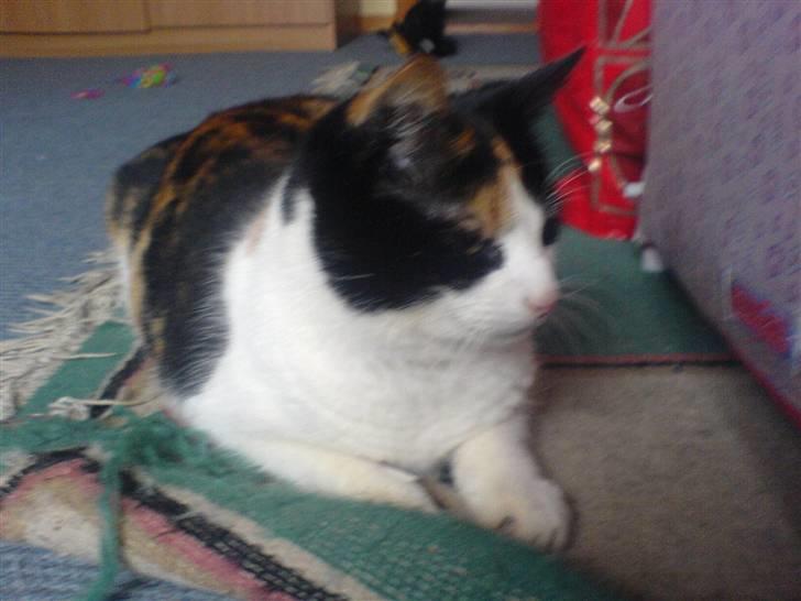 Huskat Nikki - Vov hvad sker der derover. billede 9