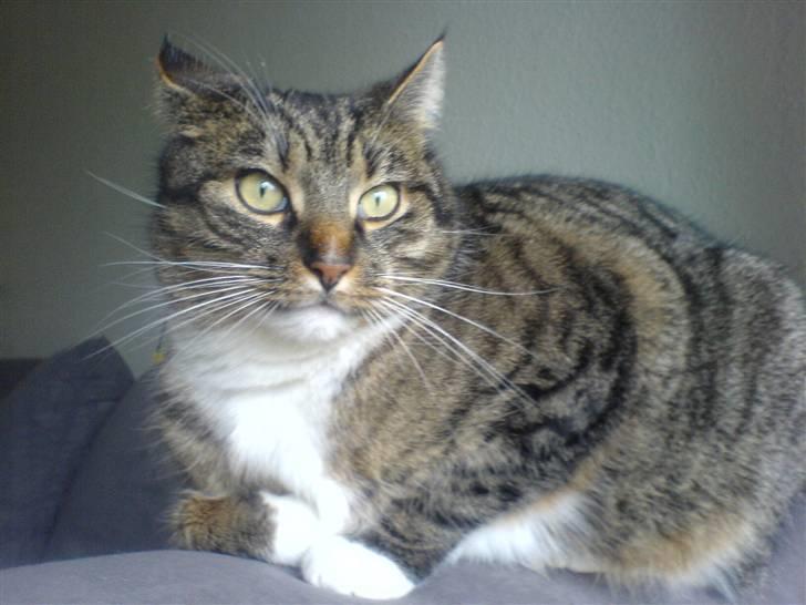 Huskat Nikki - Nikkis far: Futte! billede 10