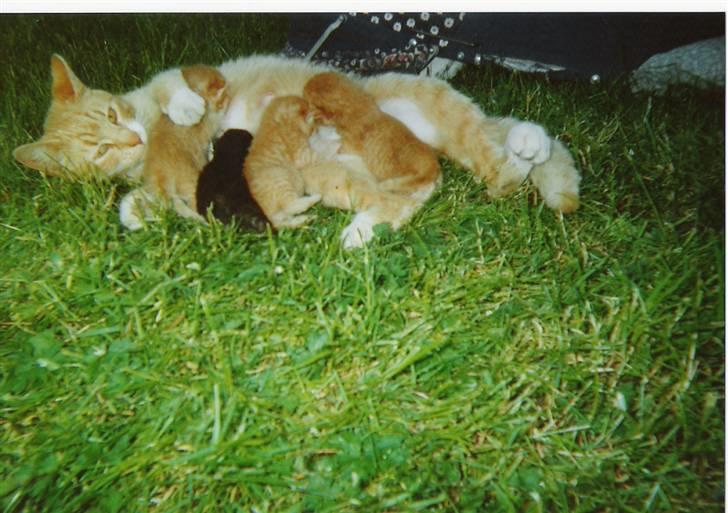 Blanding af racer tot <33  - totte lines mor og søskende  billede 5