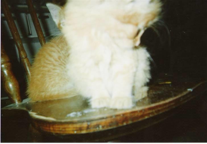 Blanding af racer tot <33  - min dejlide totte line  billede 6