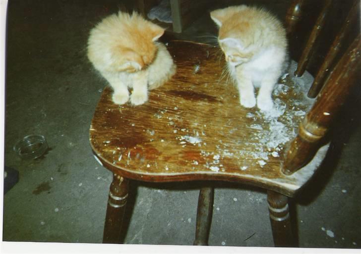 Blanding af racer tot <33  billede 7