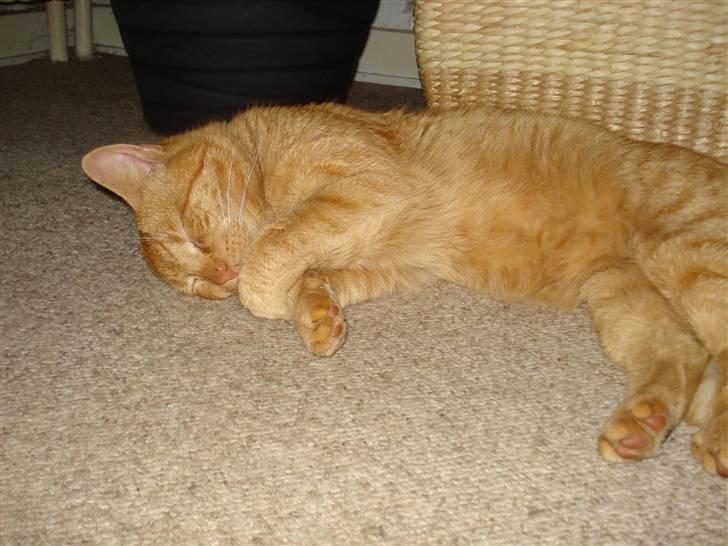 Huskat Missedreng billede 8