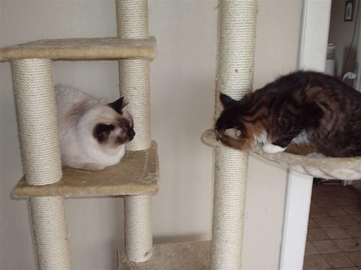 Blanding af racer Lindsay * flyttet* - hej flotte fyr, hvad er du for en:) billede 17