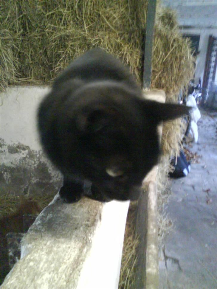 Blanding af racer Gismo - Jeg syntes jeg så en mus! billede 2