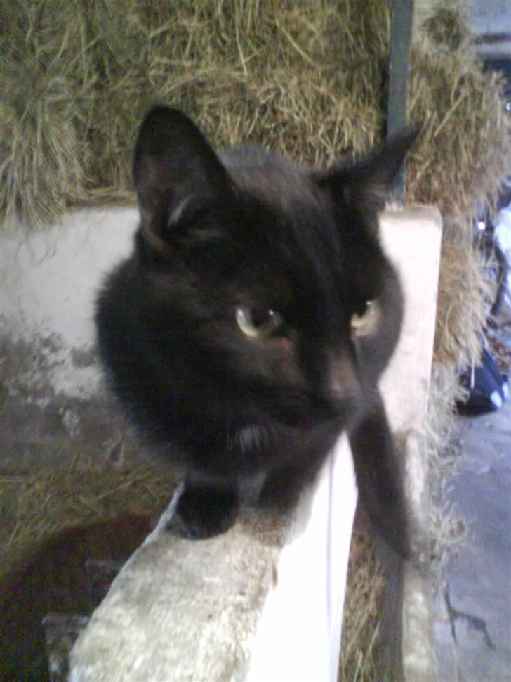 Blanding af racer Gismo billede 3