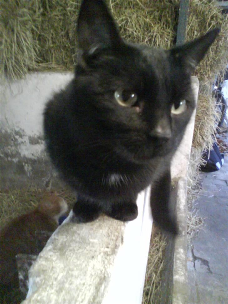 Blanding af racer Gismo billede 4