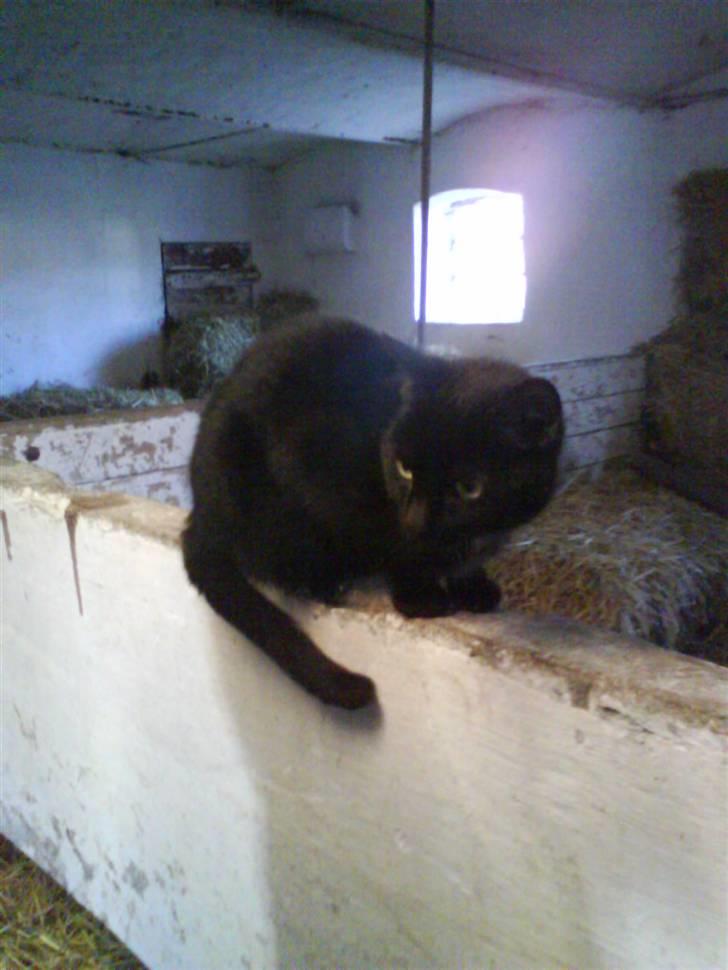 Blanding af racer Gismo billede 5