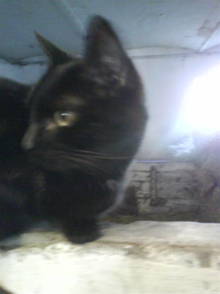 Blanding af racer Gismo - Hmm? En snack? billede 6