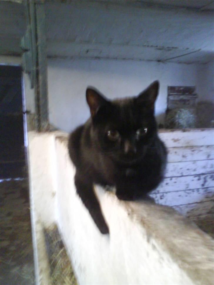 Blanding af racer Gismo billede 7