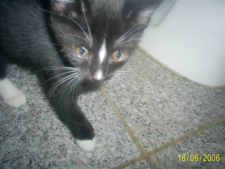 Huskat Mijaunus billede 16
