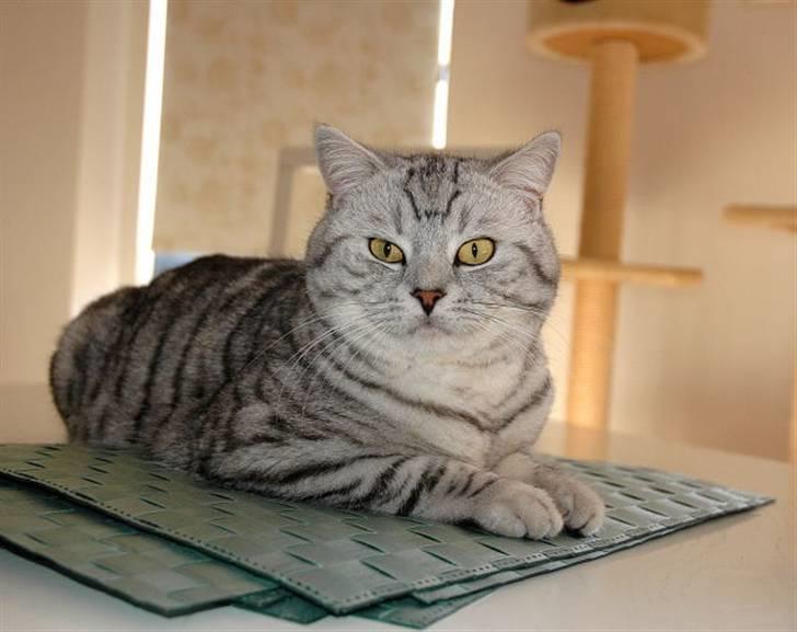 British Shorthair S*Swebritt's Dustin - Dustin, 8 / 2 - 08,stadig en rigtig lækker fyr :-)) billede 12
